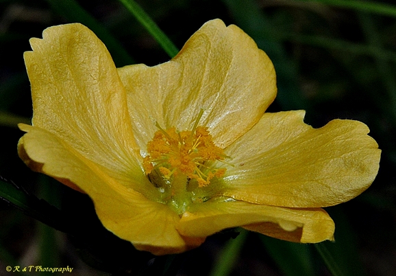 {Sida elliottii}